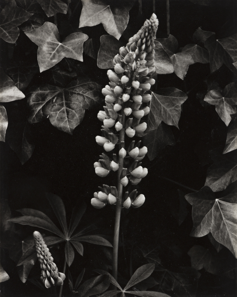 Paul Strand, ‘Lupin, the Garden, Orgeval.’ Sold for $25,000, a record for the print.