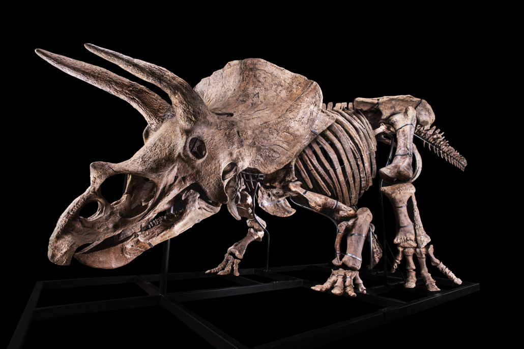 The world’s biggest triceratops skeleton, which earned the nickname Big John, sold in Paris on October 20 for $7.7 million. Image courtesy of Hotel Drouot