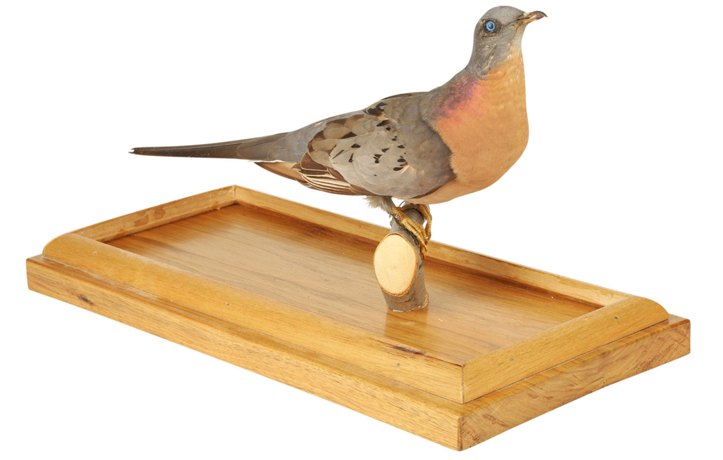 Taxidermied male passenger pigeon, CA$10,620