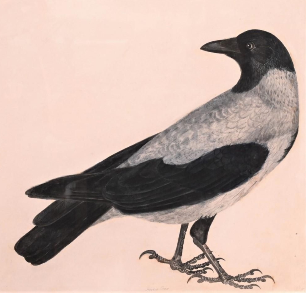 Prideaux John Selby, ‘Hooded Crow,’ $7,800