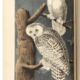 Complete first octavo edition of John James Audubon’s Birds of America, est. $60,000-$90,000