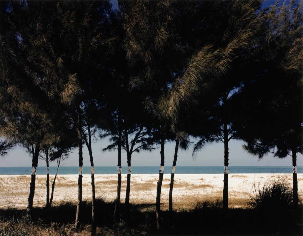 John Pfahl, American (b. 1939). ‘Australian Pines, Fort DeSoto, Florida,’ 1977. Inkjet print (printed 2016), 14 by 13/16 by 19 inches. Gift of the Hall Family Foundation, 2016.75.235.