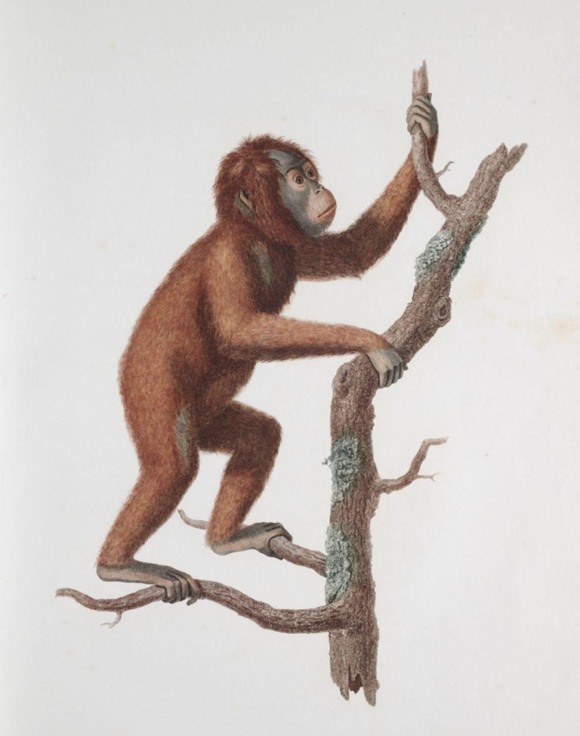 Jean Baptiste Audebert, ‘Histoire naturelle des singes,’ est. €8,000-€10,000