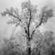 Ansel Adams, ‘Oak Tree, Snowstorm,Yosemite Valley,’ est. $20,000-$30,000