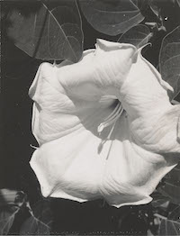 O&#8217;Keeffe photo exhibition runs through June 12 at Addison Gallery
