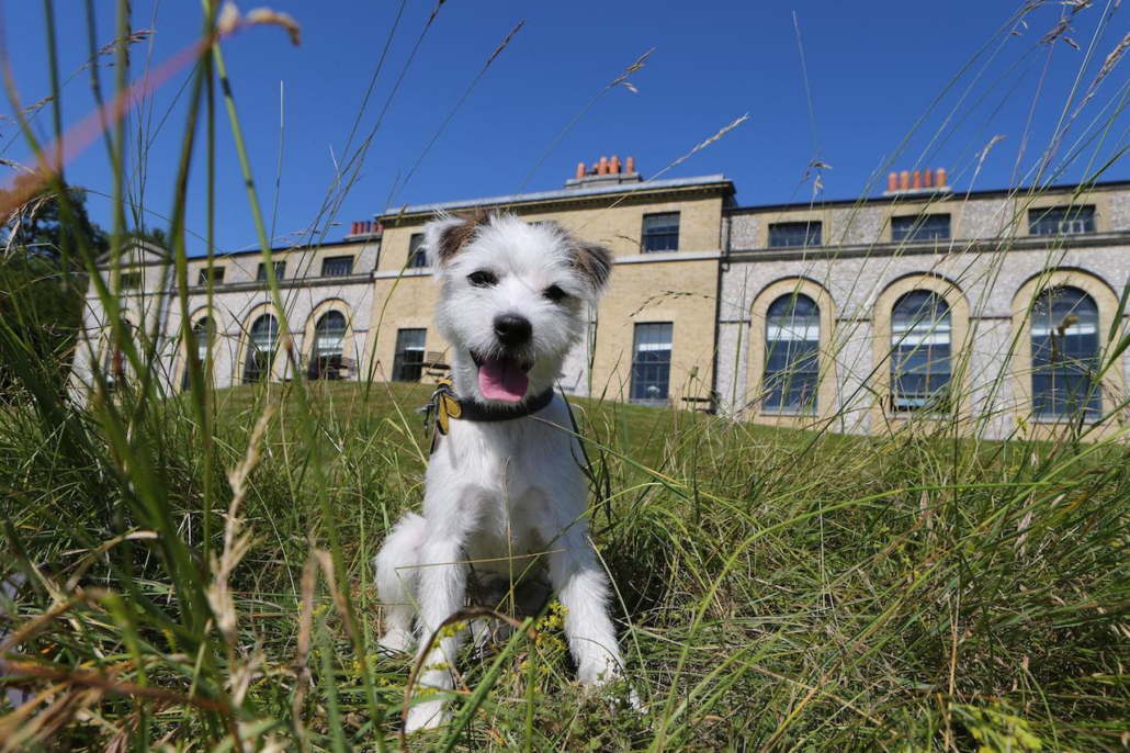 The Kennels at Goodwood, venue for the Bonhams Barkitecture Sale at Goodwoof. Image courtesy of Bonhams