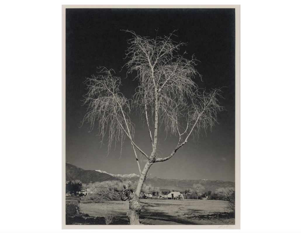 Ansel Adams, ‘Indian Property near Palm Springs, Cal.,’ est. $2,000-$3,000. Image courtesy of Doyle and LiveAuctioneers