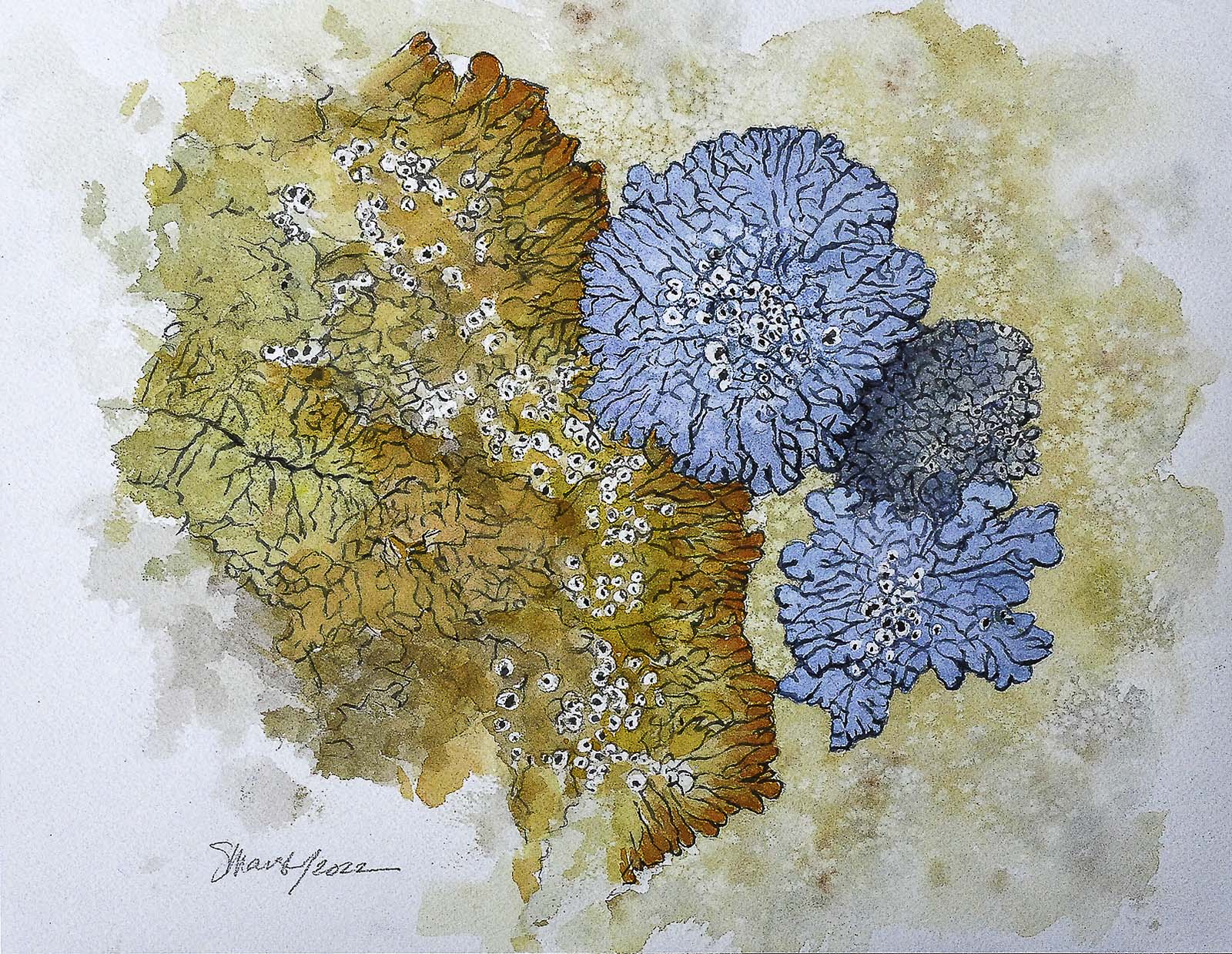 Susan Marsh, ‘O Pioneers!,’ 2022. Watercolor on rag paper, 11 by 14in. Image courtesy of the National Museum of Wildlife Art