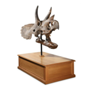 The skull of a Triceratops prosus recovered in Montana brought $306,864 plus the buyer’s premium in January 2021. Image courtesy of Dreweatts Donnington Priory and LiveAuctioneers.