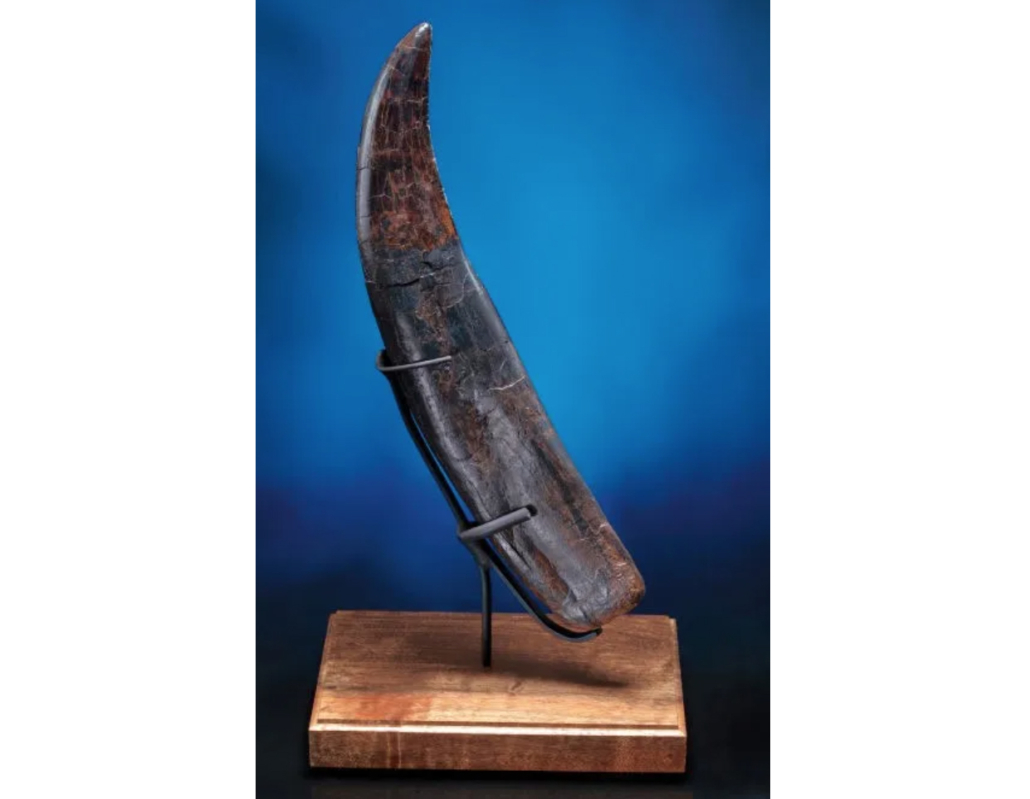 A massive T. rex tooth, retaining its root and measuring 13-¾in along its curve, attained $35,000 plus the buyer’s premium in June 2011. Image courtesy of Heritage Galleries and LiveAuctioneers.