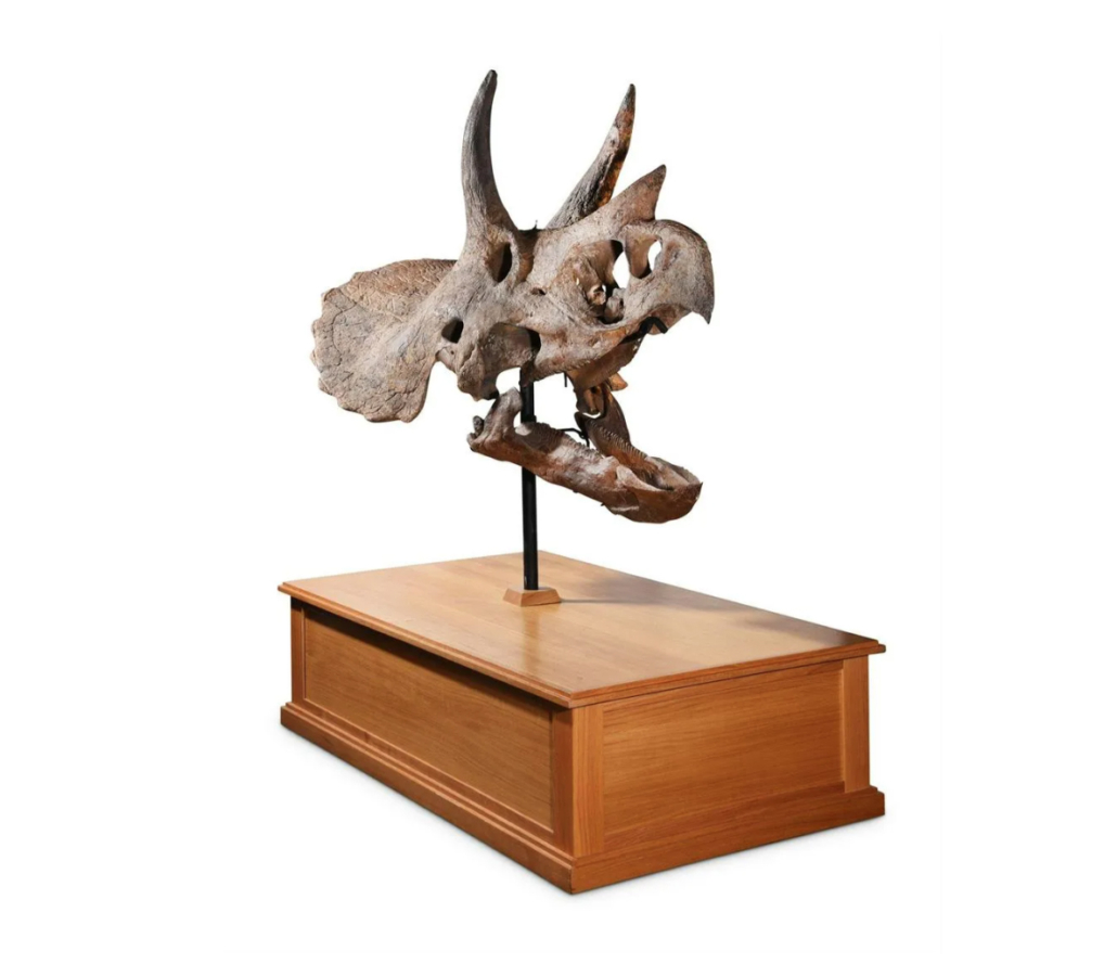 The skull of a Triceratops prosus recovered in Montana brought $306,864 plus the buyer’s premium in January 2021. Image courtesy of Dreweatts Donnington Priory and LiveAuctioneers.
