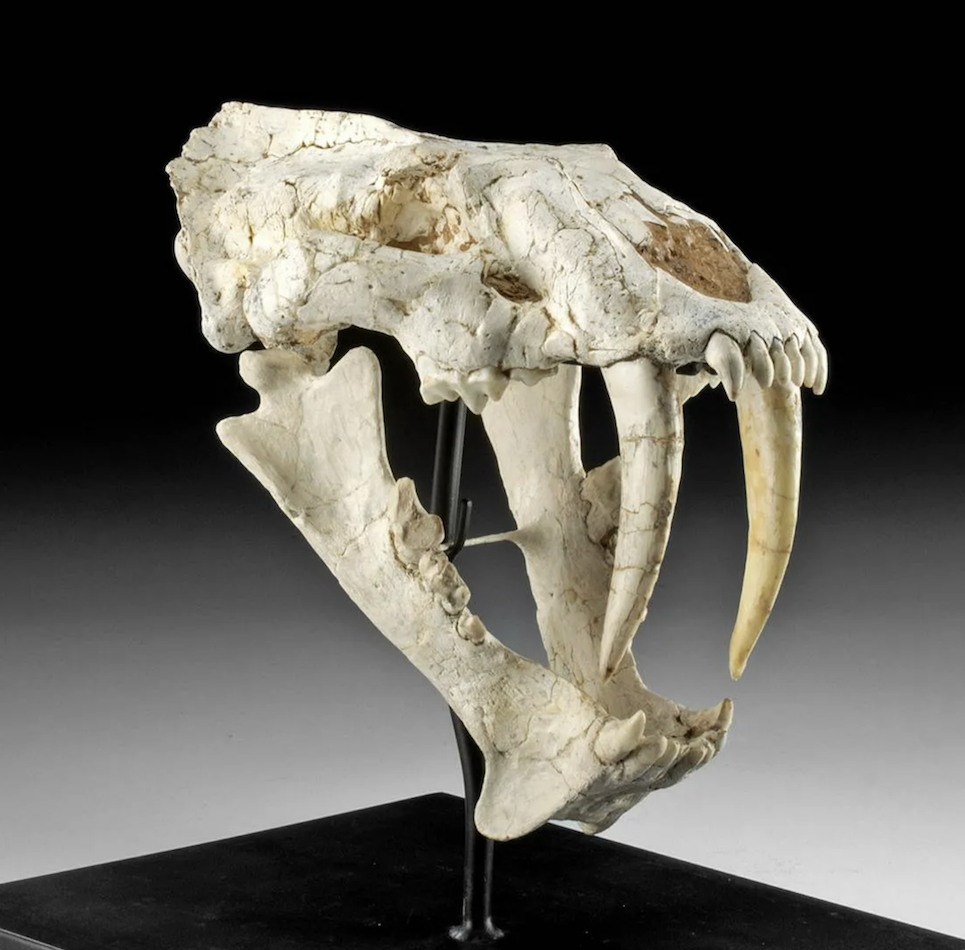 Fossilized skull of Megantereon cultridens, a prehistoric predatory sabretooth cat. Miocene (fourth) epoch of Tertiary period, circa-2.5 to -2 million years old. Origin: France. Size: 9.75in long by 5.25in wide; 9in high on included custom stand. Provenance: Rome, Georgia private collection. Est. $60,000-$70,000. Courtesy of Artemis Gallery
