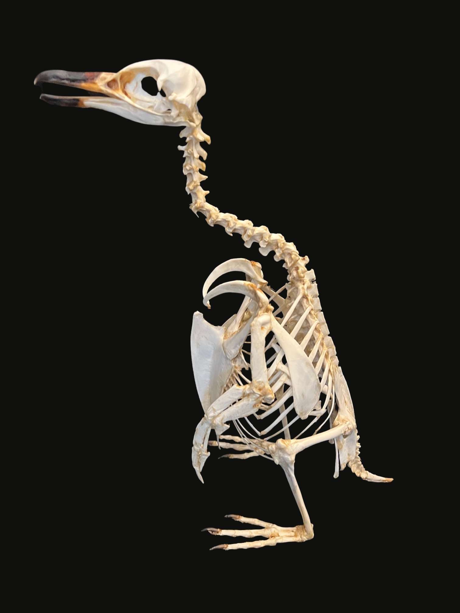 Taxidermy or osteology specimen of a penguin skeleton, est. £400-£600