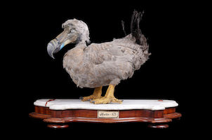 Fantastic beasts found in abundance at Curated Auctions, July 13