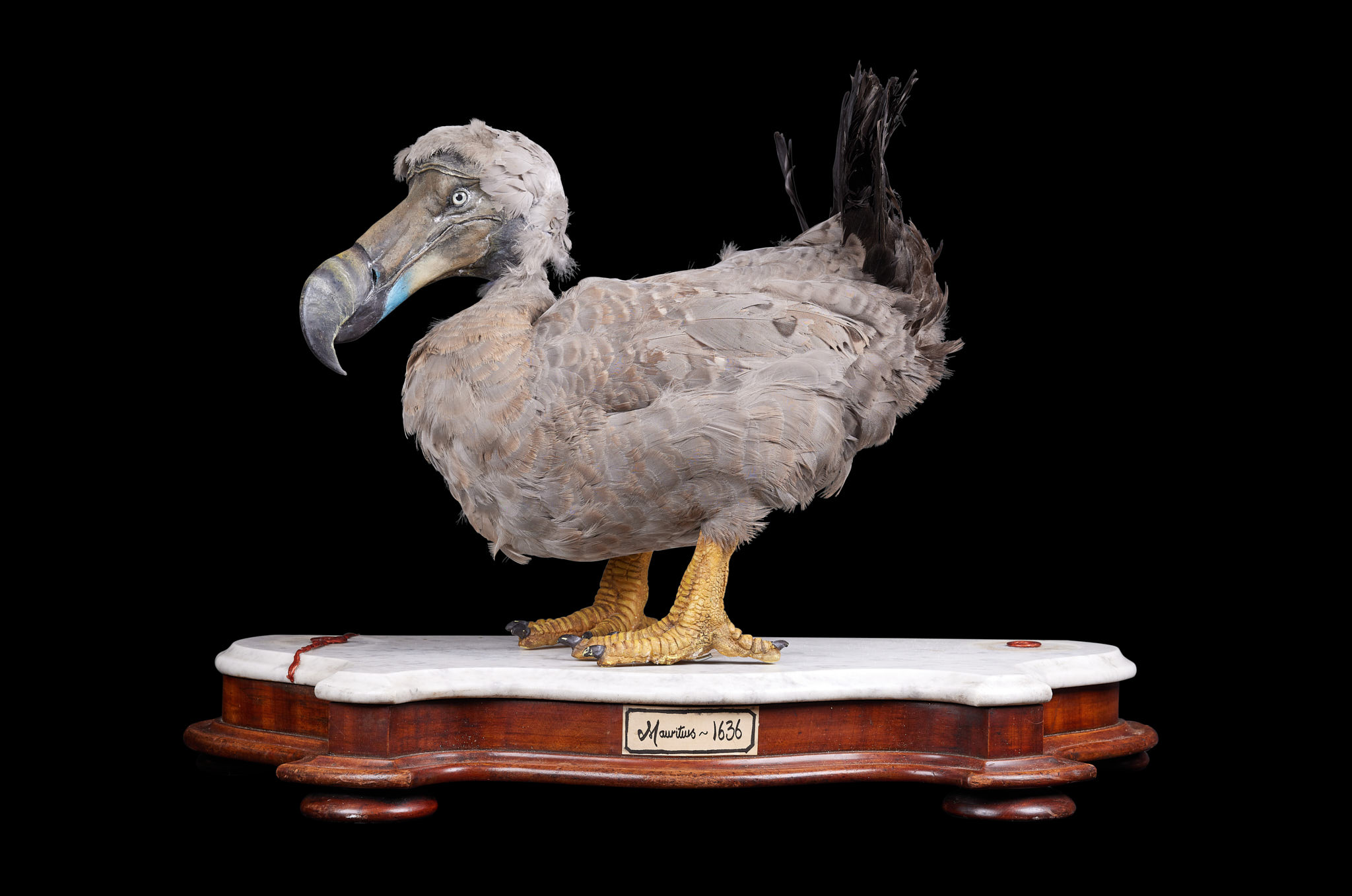 Taxidermy replica dodo, est. £2,000-£3,000