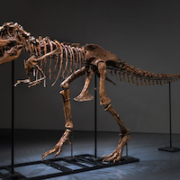 A Gorgosaurus skeleton, the first example ever offered at auction, sold for $6.1 million in New York on July 28. Image courtesy of Sotheby’s