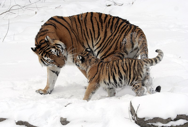 Int’l Tiger Day: Illegal trade has led to loss of 97% of wild tiger population