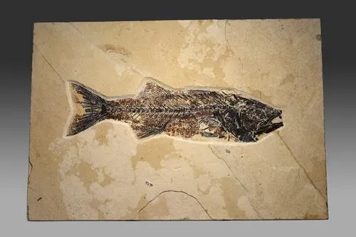 Fossilized fish in a limestone slab, est. $1,500-$2,000