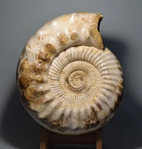 Ammonite with white shell, est. $1,500-$2,000