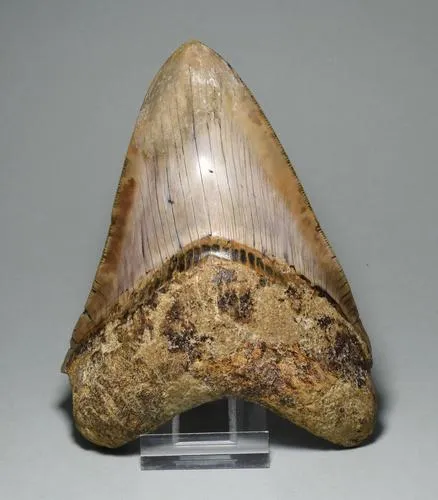 Fossil shark tooth, est. $1,000-$1,200