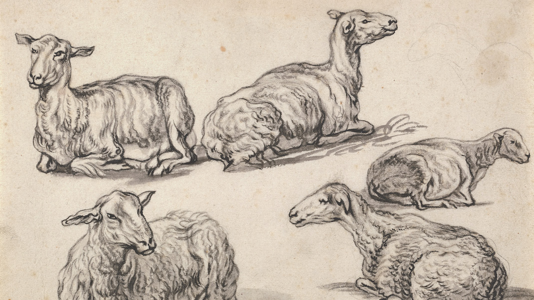 Aelbert Cuyp, Dutch, 1620-1691, ‘Five Studies of Recumbent Sheep,’ (detail), black chalk, oiled black chalk, and gray wash on paper, sheet: 6 ¼ by 7 7/8in. The Peck collection, Ackland Art Museum, University of North Carolina at Chapel Hill, 2017.1.18