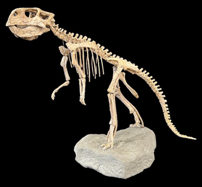  Full Psittacosaurus dinosaur skeleton, estimated at $15,000-$25,000