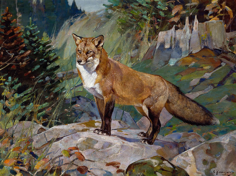 Carl Rungius (Germany, 1869 – 1959), ‘Red Fox,’ 1933. Oil on canvas. 30 by 40 inches. Jackson Hole Preserve, National Museum of Wildlife Art. © Estate of Carl Rungius.