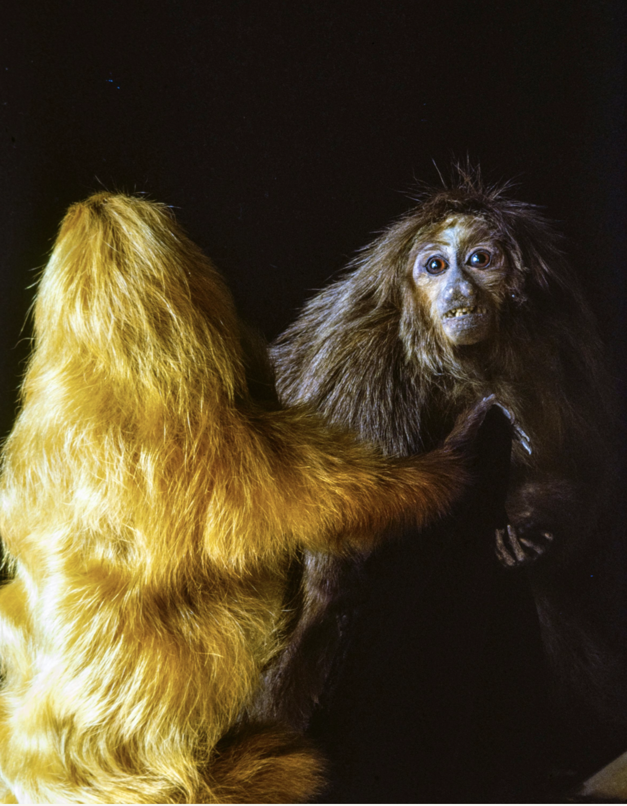 Rosamond Purcell, ‘Saki and Golden Lion Tamarin, Naturalis Biodiversity Center, Leiden,’ 1990s. Inkjet print, dimensions variable. Courtesy of the artist. © Rosamond Purcell