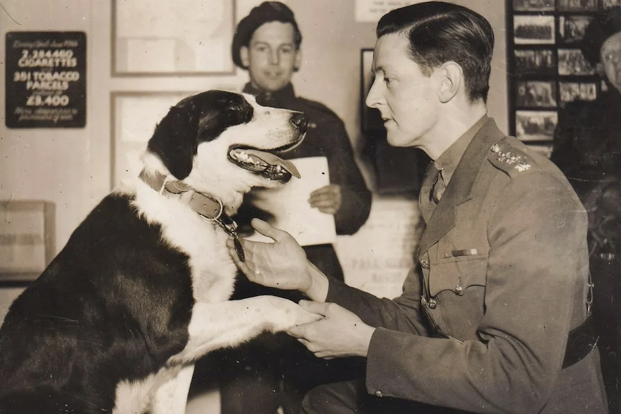 War Dog Rob receiving one of his medals during a 1940s ceremony. It and an extensive archive on the heroic canine, who completed 20 parachute jumps during World War II, goes to auction October 12, estimated at £20,000-£30,000. Image courtesy of Noonans and LiveAuctioneers