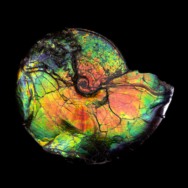 Iridescent ammonite fossil, estimated at $100,000-$120,000