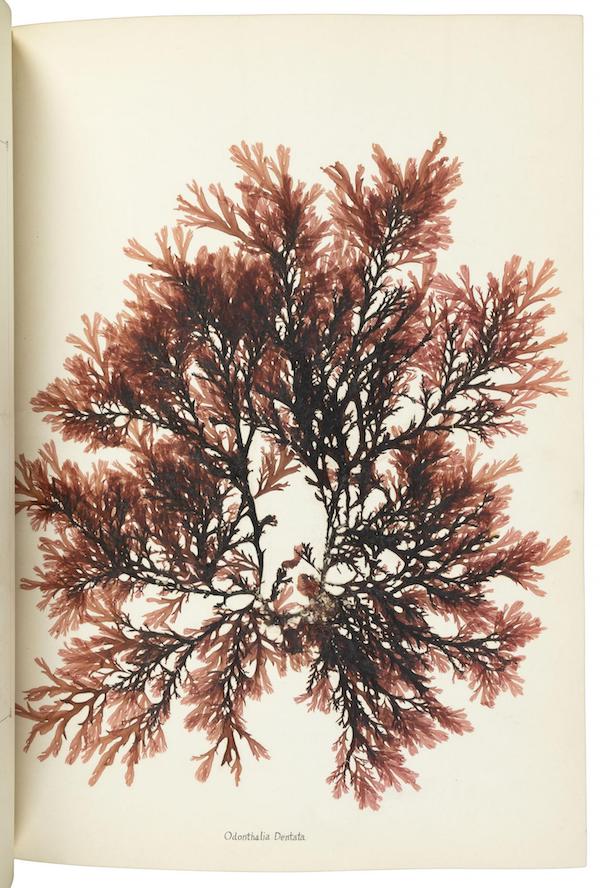 ‘Beautiful Seaweeds Illustrated by Natural Specimens’ by James Cook, estimated at $2,000-$3,000