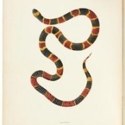 ‘North American Herpetology’ by John Edwards Holbrook, estimated at $10,000-$15,000