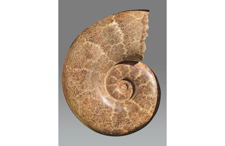 Giant lobolytoceras costellatum ammonite from Madagascar, estimated at $8,000-$10,000