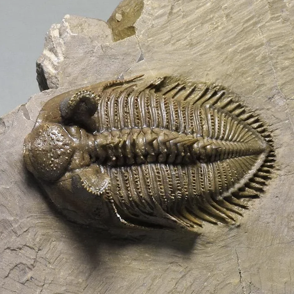 Spiny erbenochile erbeni trilobite, estimated at $3,500-$4,000