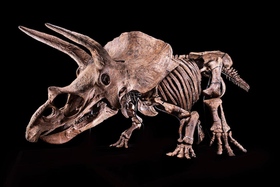 A dinosaur skeleton of a triceratops, dubbed Big John, will go on display at the Glazer Children’s Museum in Tampa on Memorial Day weekend. Image courtesy of the Glazer Children’s Museum