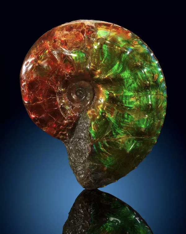 Another iridescent ammonite from the Bearpaw Formation in Alberta, Canada, measuring 6in long, earned $17,000 plus the buyer’s premium in May 2018. Image courtesy of Heritage Auctions and LiveAuctioneers.