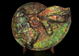 An iridescent ammonite, excavated from the Bearpaw Formation in Alberta, Canada achieved €21,000 (about $22,651) plus the buyer’s premium in February 2021. Image courtesy of Cambi Casa D’Aste and LiveAuctioneers.