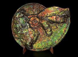 An iridescent ammonite, excavated from the Bearpaw Formation in Alberta, Canada achieved €21,000 (about $22,651) plus the buyer’s premium in February 2021. Image courtesy of Cambi Casa D’Aste and LiveAuctioneers.