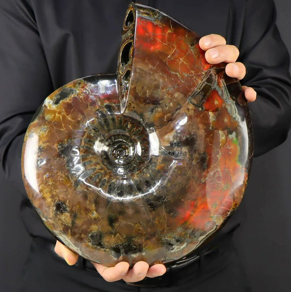 An ammonite displaying red and green opalescence made €16,000 (about $17,258) plus the buyer’s premium in February 2022. Image courtesy of Bertolami Fine Arts and LiveAuctioneers.