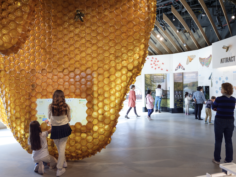Larger-than-life models of European honeybees are suspended throughout the Susan and Peter J. Solomon Family Insectarium. The Hive, pictured here, and the Insectarium are part of the Richard Gilder Center, which opens at the American Museum of Natural History on May 4. Image courtesy of and © the American Museum of Natural History, photo credit Alvaro Keding