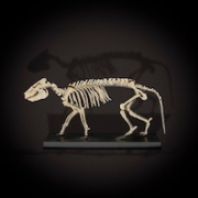 Mounted Oreodont skeleton, estimated at $20,000-$30,000. Image courtesy of Bonhams