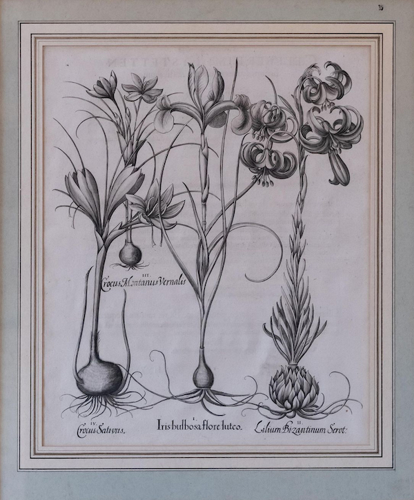Another from a group of eight uncolored botanical plates by Basilius Besler, from his masterwork ‘Hortus Eystettensis,’ which together achieved $20,000 plus the buyer’s premium in April 2023. Image courtesy of Stair and LiveAuctioneers.