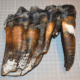 This mastodon tooth was initially spotted by Jennifer Schuh as she strolled on a central California beach on May 26. She photographed it, posted it to social media, and asked for help with identifying it. An advisor at the Santa Cruz Museum of Natural History responded, saying it was a worn molar from an adult Pacific mastodon. Image courtesy of the Santa Cruz Museum of Natural History