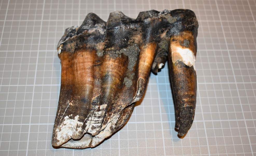 This mastodon tooth was initially spotted by Jennifer Schuh as she strolled on a central California beach on May 26. She photographed it, posted it to social media, and asked for help with identifying it. An advisor at the Santa Cruz Museum of Natural History responded, saying it was a worn molar from an adult Pacific mastodon. Image courtesy of the Santa Cruz Museum of Natural History