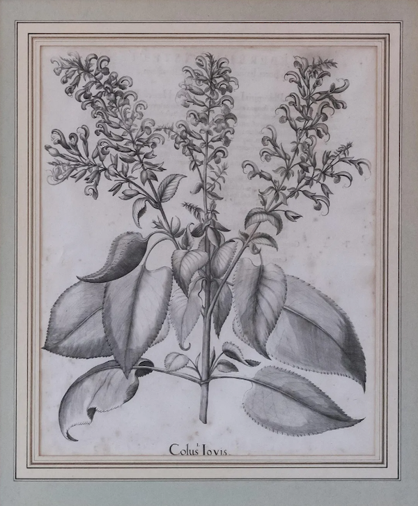 One from a group of eight uncolored botanical plates by Basilius Besler, from his masterwork ‘Hortus Eystettensis,’ which together achieved $20,000 plus the buyer’s premium in April 2023. Image courtesy of Stair and LiveAuctioneers.