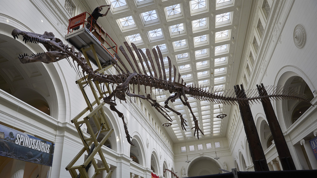 Another angle on the Spinosaurus skeleton on its Lifting Day at the Field Museum on June 2, when it was moved into place. Image courtesy of the Field Museum, photo credit Michelle Kuo.