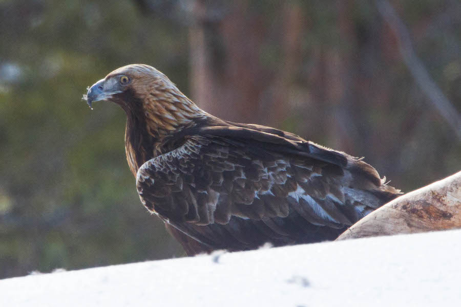 A golden eagle, photographed in April 2014. On June 26, a Montana man was sentenced to three years in prison for trafficking golden eagle feathers, tails and wings. Image courtesy of Wikimedia Commons, photo credit Ron Knight. Shared under the Creative Commons Attribution 2.0 Generic license.