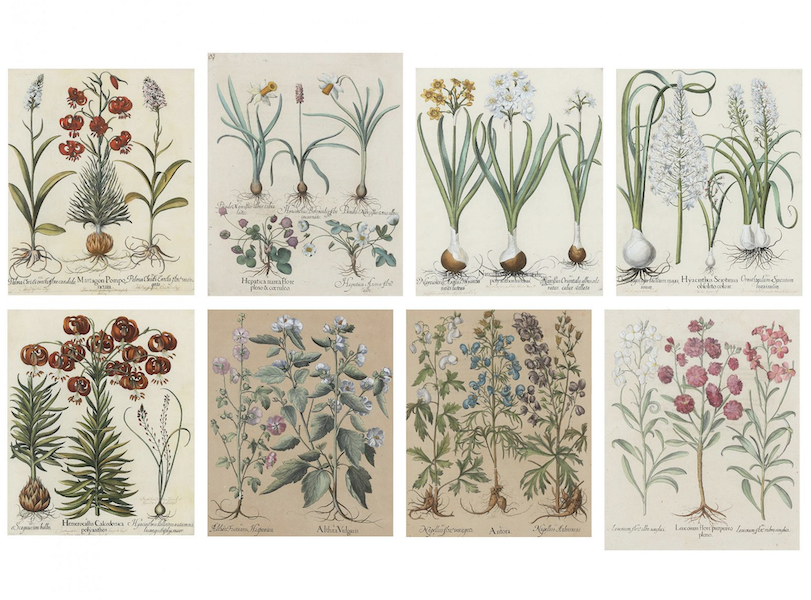 A collection of eight assorted botanical hand-colored engravings by Basilius Besler from ‘Hortus Eystettensis’ brought $6,000 plus the buyer’s premium in June 2022. Image courtesy of Leland Little and LiveAuctioneers.
