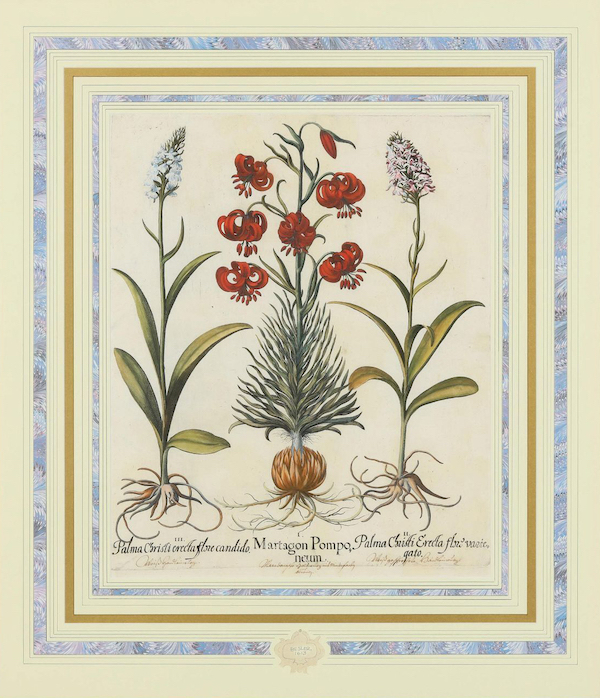 Another plate from a collection of eight assorted botanical hand-colored engravings by Basilius Besler, from the book ‘Hortus Eystettensis,’ which brought $6,000 plus the buyer’s premium in June 2022. Image courtesy of Leland Little and LiveAuctioneers.