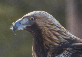 Detail of an image of a golden eagle, photographed in April 2014. On June 26, a Montana man was sentenced to three years in prison for trafficking golden eagle feathers, tails and wings. Image courtesy of Wikimedia Commons, photo credit Ron Knight. Shared under the Creative Commons Attribution 2.0 Generic license.